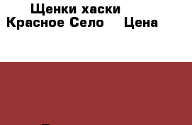 Щенки хаски 2017 ( Красное Село) › Цена ­ 30 000 - Ленинградская обл., Санкт-Петербург г. Животные и растения » Собаки   . Ленинградская обл.,Санкт-Петербург г.